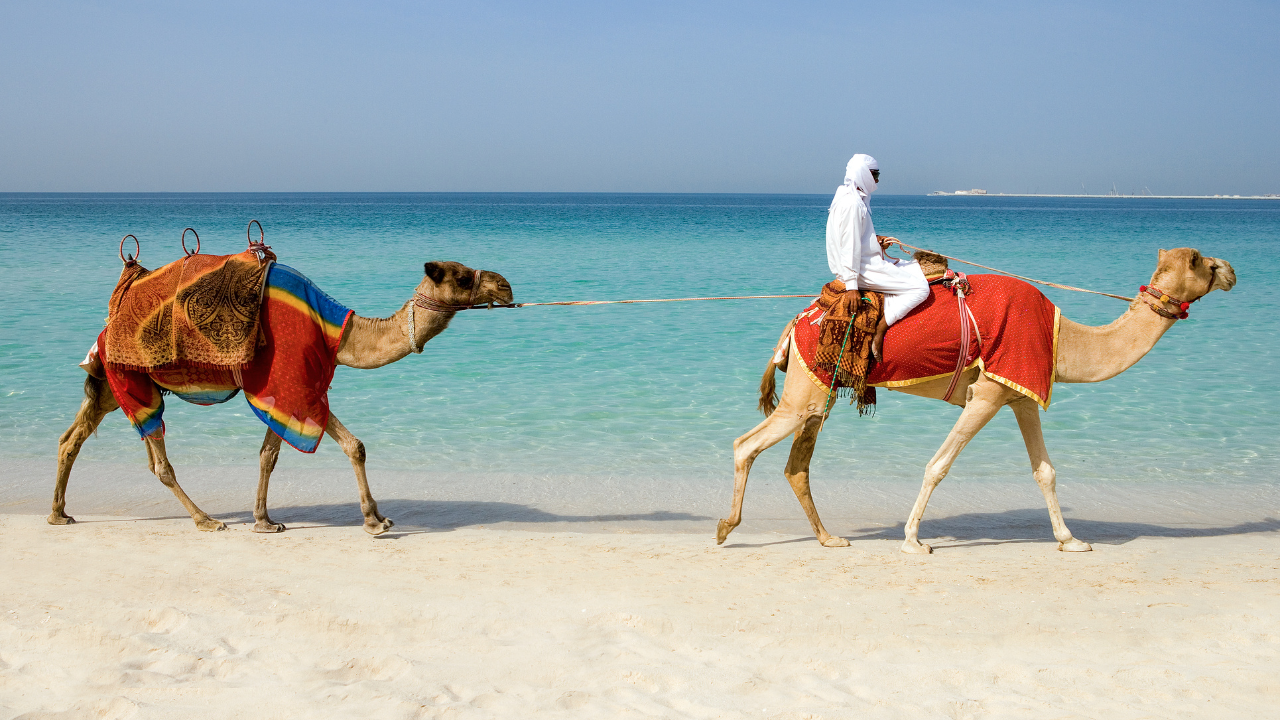 Image de deux chameaux sur la plage à dubai